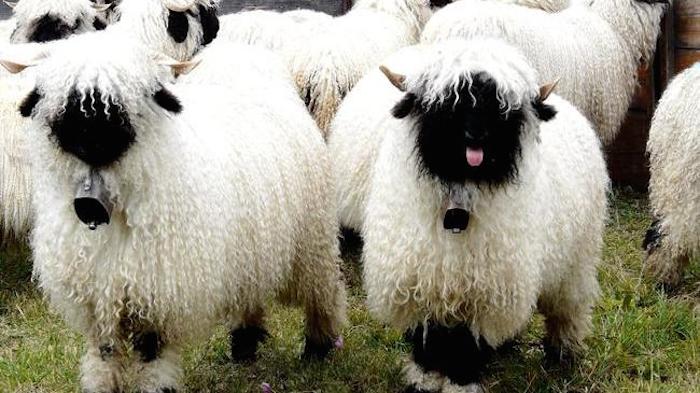 18. Овцы породы Вале (Valais)