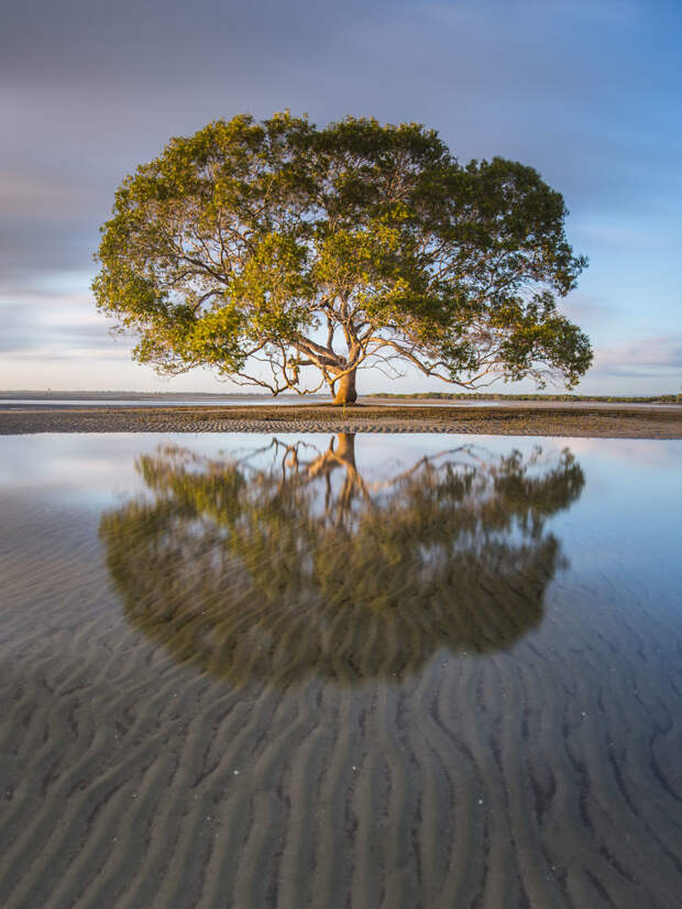 5. Одинокое дерево австралия, фотографии природы