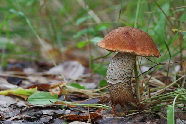 mushrooms06 Топ 10 грибов: Короли леса
