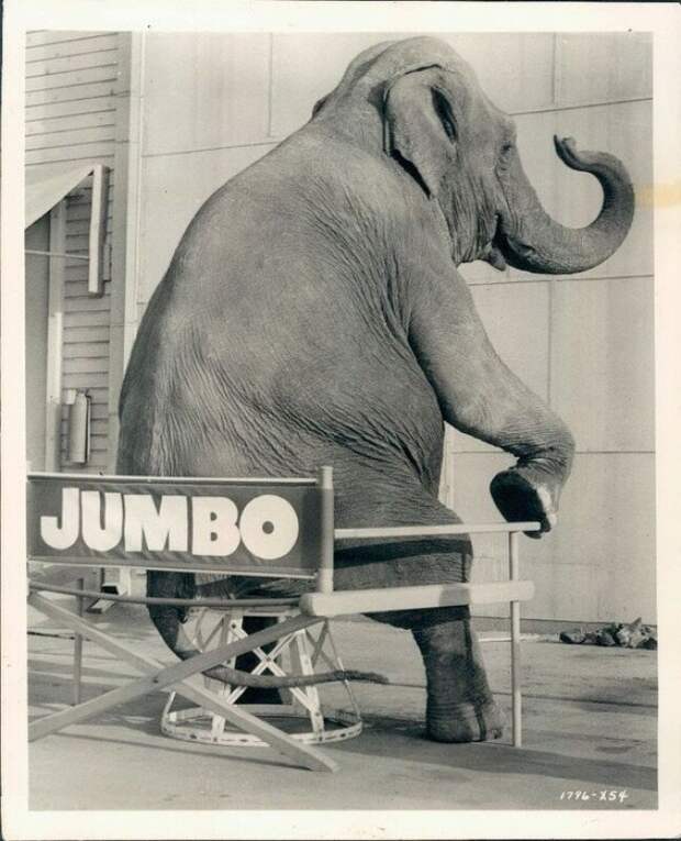 Во время съёмок фильма-мюзикла "Джамбо" на киностудии "Metro-Goldwyn-Mayer"; 1962-й год история, ретро, фото, это интересно