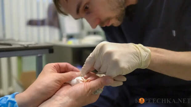 Онлайн консультация орнитолога в Донецке - Договорная