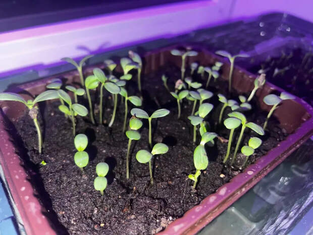 Рассада вытянулась и падает? Агроном рассказал, как без труда за 2 недели сделать из «спичек» мощные кусты