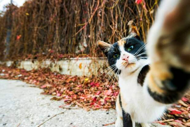 «Улыбнитесь!» 13 фото животных, которые поднимут ваше настроение за 1 минуту