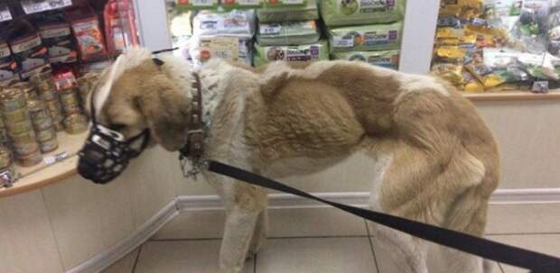 Сотрудники пермского склада приковали собаку к батарее и оставили умирать от голода