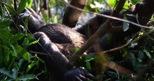 В горных лесах шимпанзе строят более тёплые гнёзда перед холодными ночами