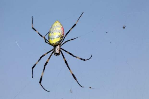 Топ-10 Страшных историй о пауках