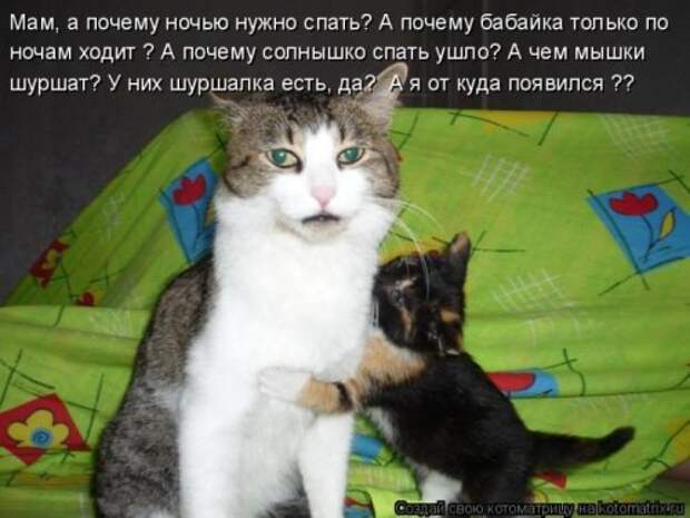 Веселая котоматрица