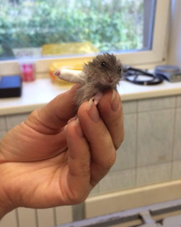 10+ Animals In Tiny Casts That You Won’t Be Able To See Without Saying Awww