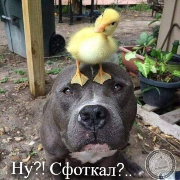 Ради фото