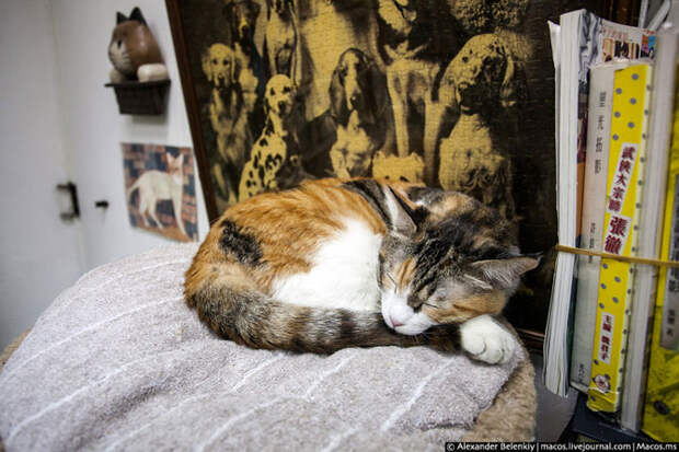 Кошки и книжки госпожи Чан