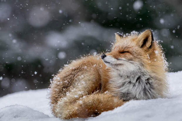 National Geographic: лучший фотограф природы года
