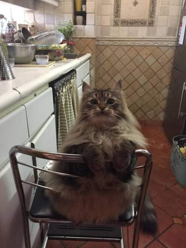 Животные, которые просто огромны