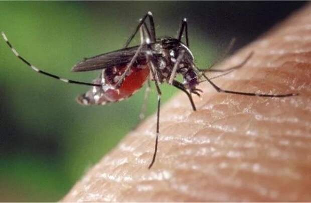 2. Комары не кусают, а сосут. 1200000 комаров достаточно, чтобы выпить из человека всю кровь. животные, интересно знать, факты