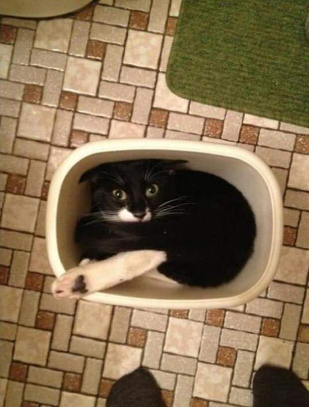 Коты в жидкой форме