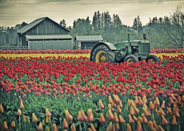 tulips10 Самые яркие тюльпаны со всего света