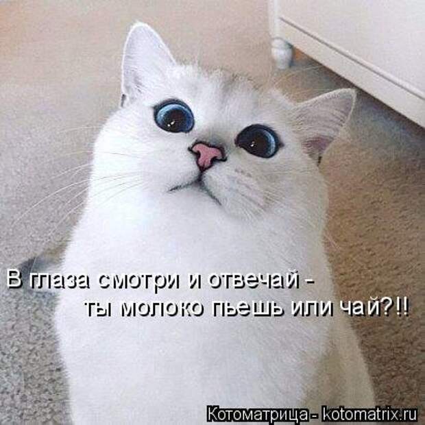 Свежая котоматрица для всех (20 шт)