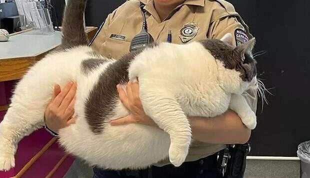 Хозяева бросили кота в приюте, потому что он был слишком толстым