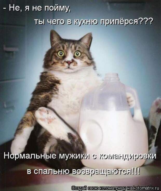 Котоматрицы (картинки с подписями)