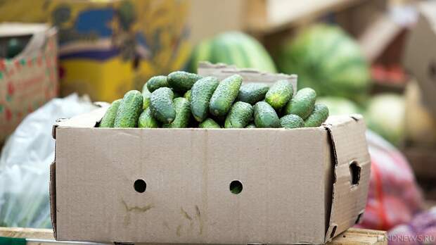Цены на огурцы в России взлетели до 700 рублей за килограмм
