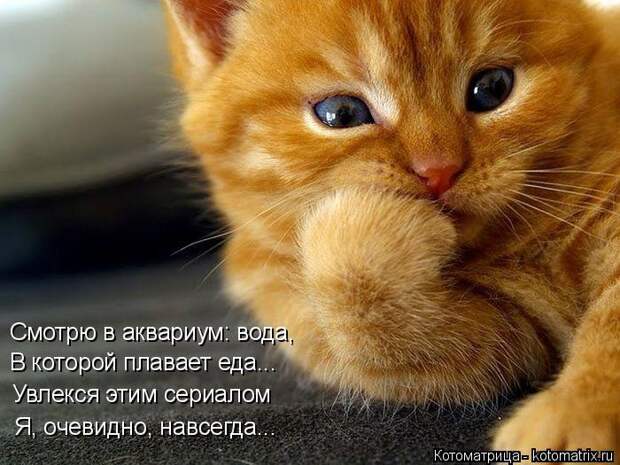 Котоматрица: Смотрю в аквариум: вода, В которой плавает еда... Увлекся этим сериалом Я, очевидно, навсегда...