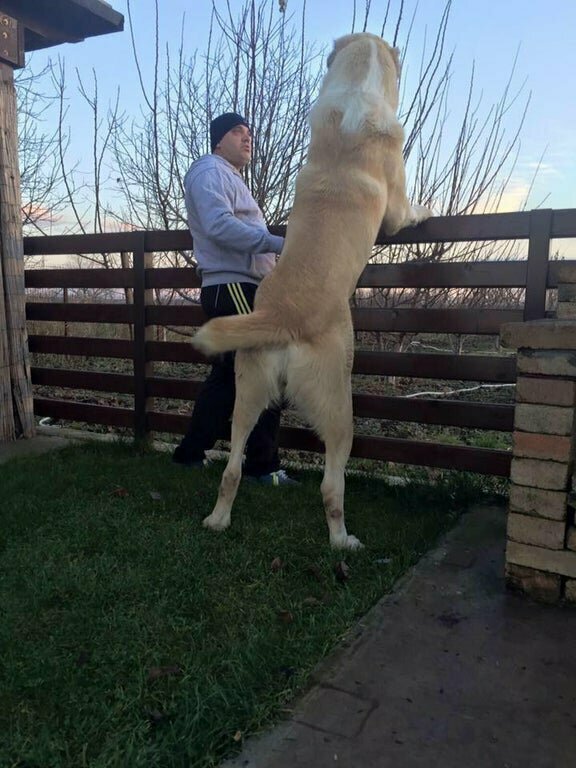 Беседуют, как взрослые