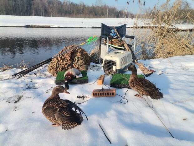 С подсадной в начале сезона