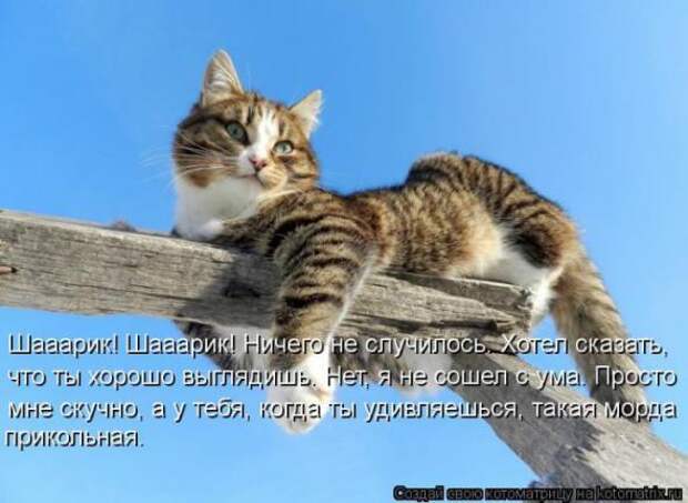 Котоматрицы(картинки с надписями)