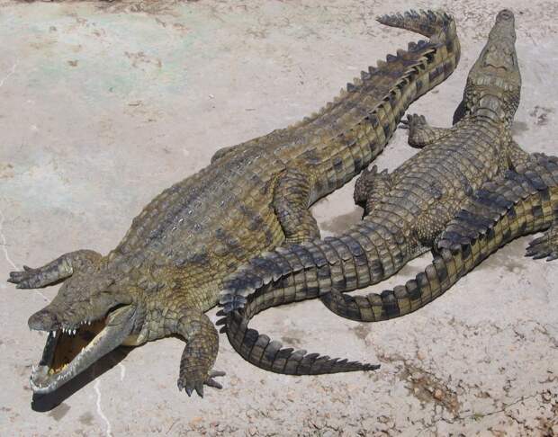 Крокодилы животные, крокодилы, рептилии, страх, факты, хищники
