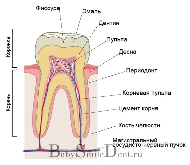 Какие части выделяют у зуба