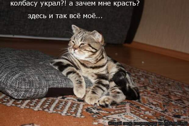Лучшие котоматрицы недели