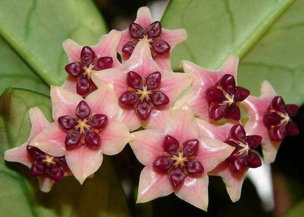 Hoya lobbii красота, лиана, природа, флора, хойя, цветы, чудеса