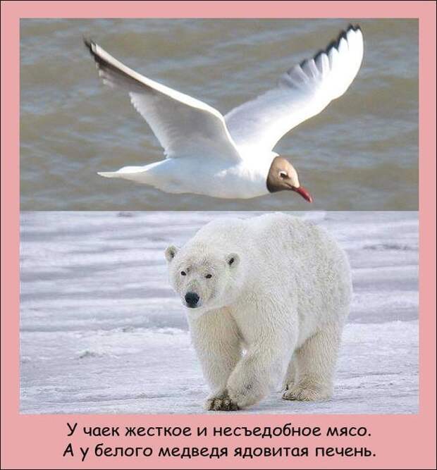 Интересные факты (20 фото)
