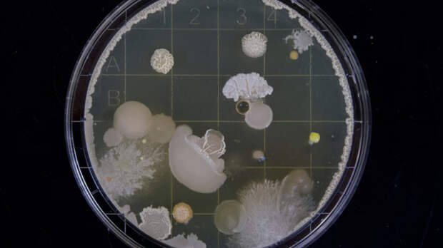 Алтайские ученые разработали замену антибиотикам для сельскохозяйственных животных