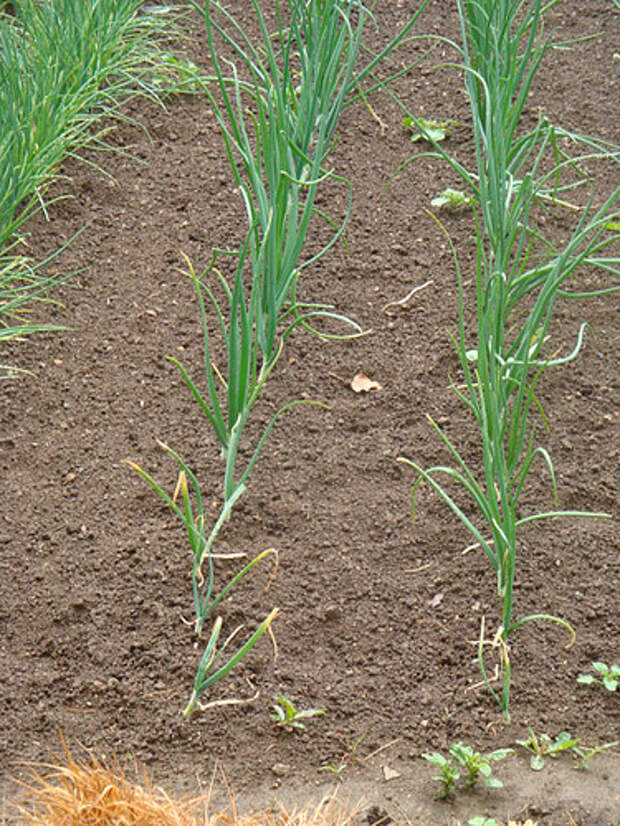 Onions by Rhian de Kerhiec onion growing фото