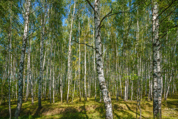 Лесную технику по нацпроекту «Экологическое благополучие» закупят в Татарстане