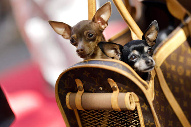 Ветврач Фроленко: при поездке с питомцем нужно накрыть пледом переноску