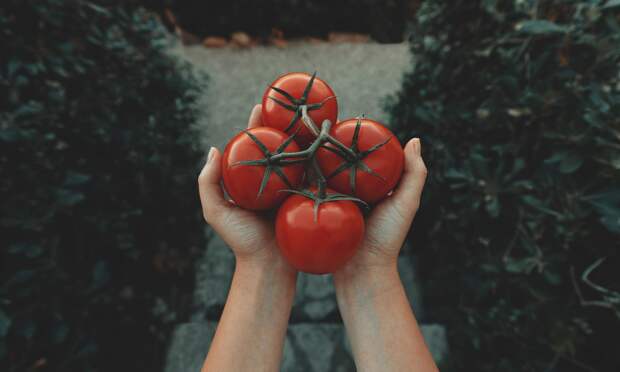 Зачем поливать помидоры кефиром и как это правильно делать