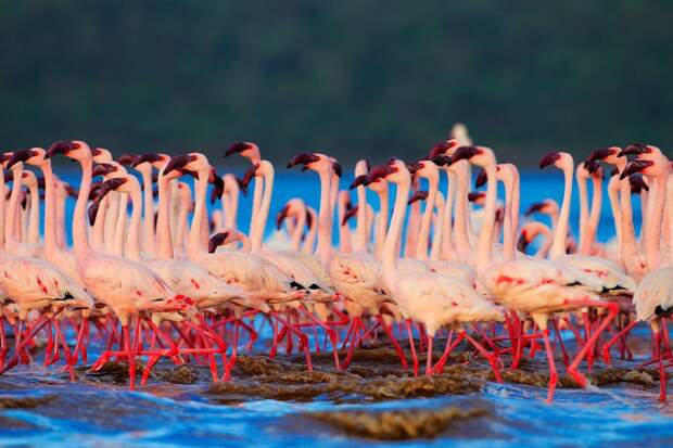 flamingo24 Страна розовых фламинго