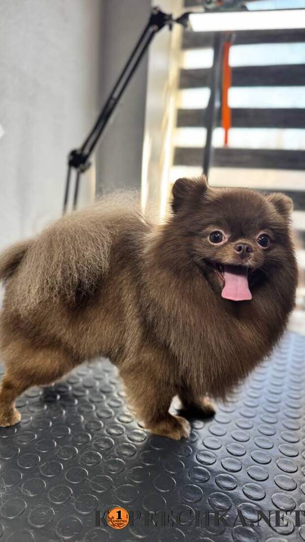 Стрижка собак и котов в Донецке - Договорная