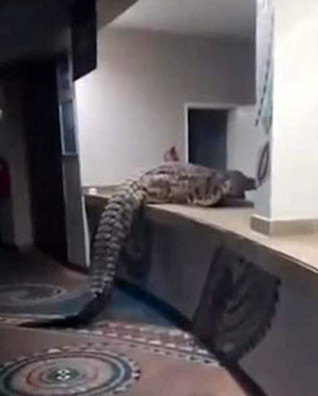 Нильский крокодил заполз в отель в Зимбабве, попав на видео
