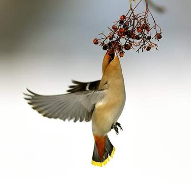 Почему свиристели «пьянеют»? Ответ может удивить