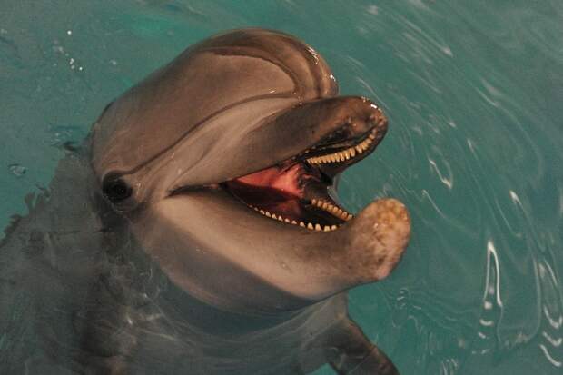 Дельфины - очень миролюбивые животные и любое задание, связанно с убийством, оборачивается для них сильным стрессом 