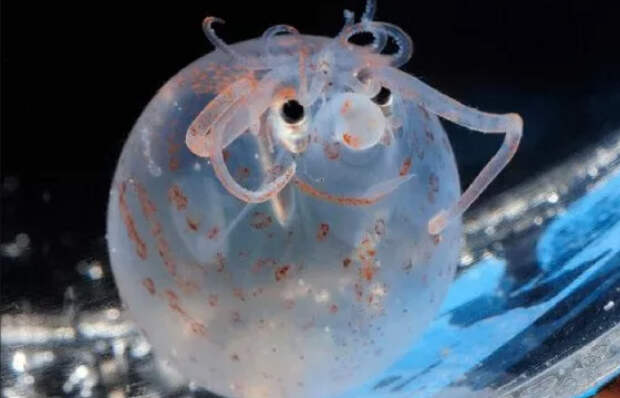 Самые необычные морские существа  животные, морские обитатели, необычные, факты
