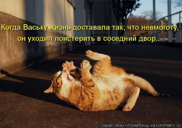 Лучшая котоматрица недели (32 фото)