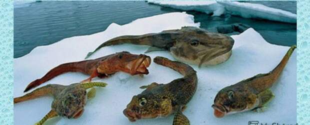 Тайны крионики северной рыбки северная рыба, крионика, Тайны Мира