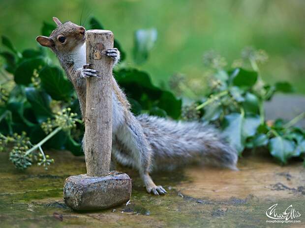 CuriousSquirrels10 Любопытные белки в кадре британского фотографа