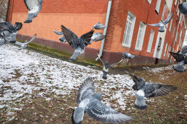 Россиянам напомнили о штрафах за одно действие около дома