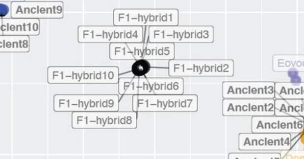 Исследование: предполагаемые двухтысячелетние «лошаки» из Китая — обычные ослы