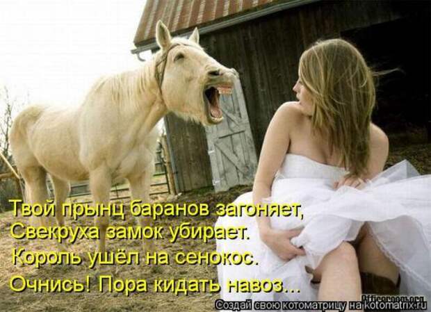 Котоматрицы(картинки с надписями)