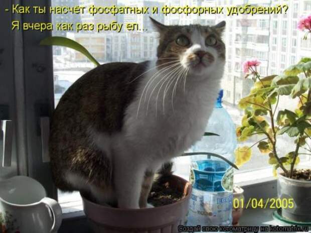 Котоматрицы(картинки с надписями)